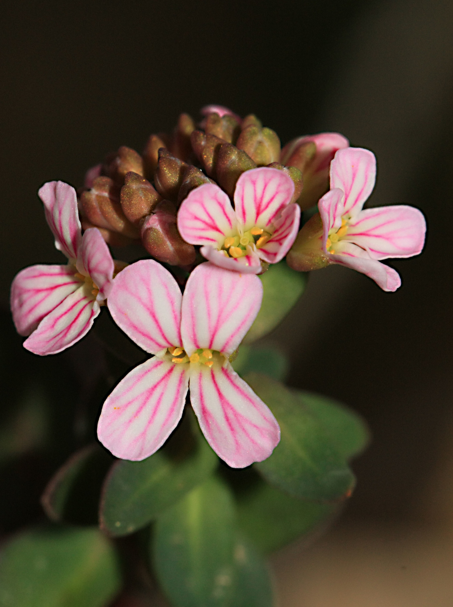 Aethionema saxatile