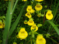 Calceolaria tenella