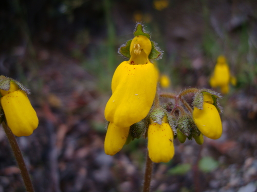 Calceolaria aiseniana