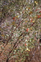 Grevillea wickhamii macrodonta