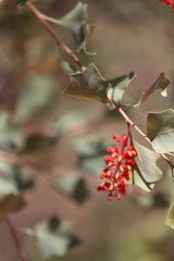 Grevillea wickhamii macrodonta