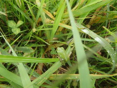 Hyla japonica