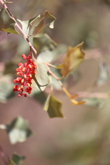 Grevillea wickhamii macrodonta