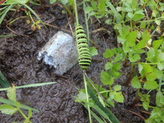 Papilio machaon hippocrates