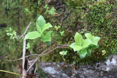 Vaccinium calycinum