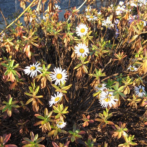 Nipponanthemum