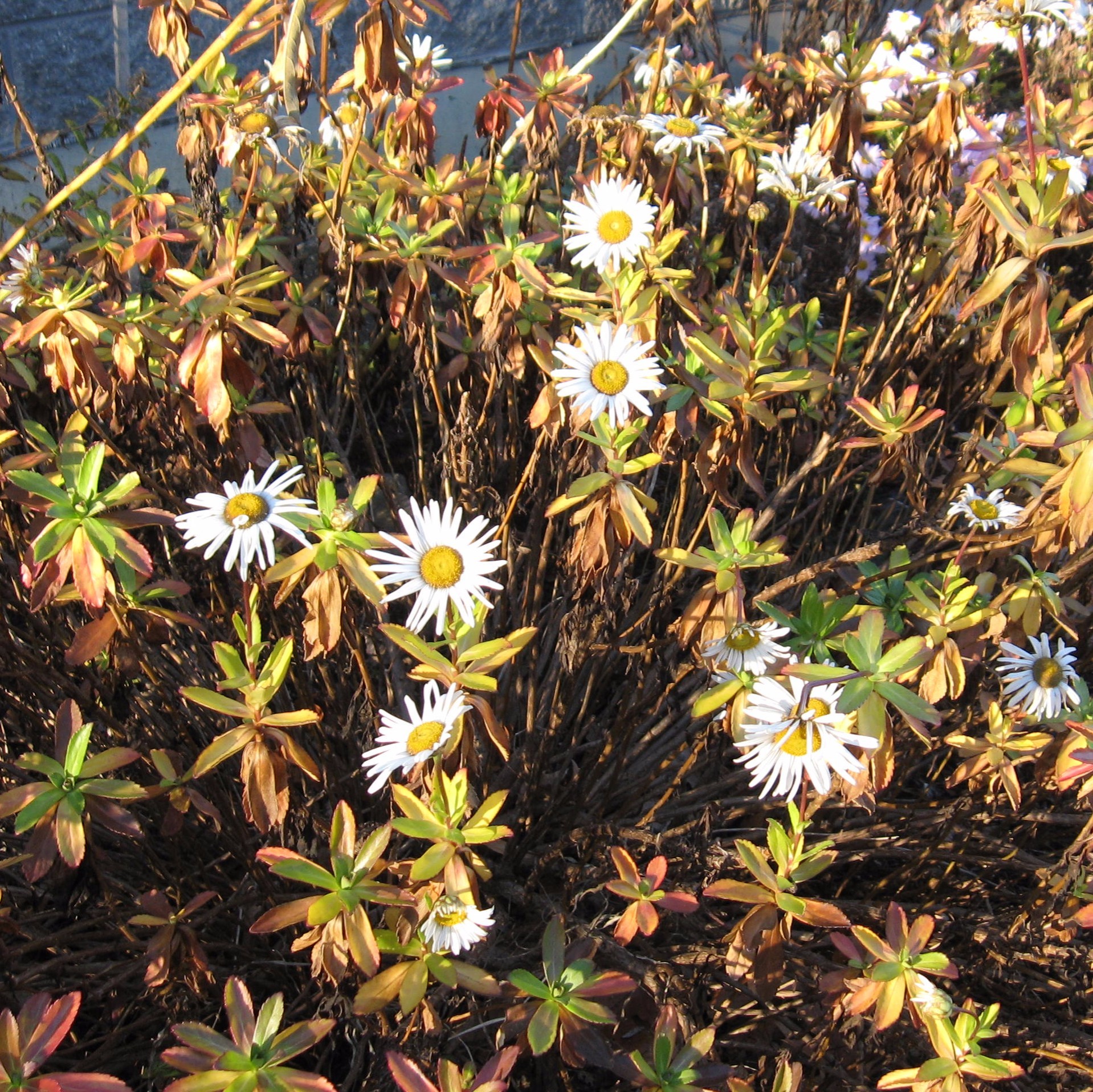 Nipponanthemum