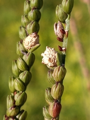 Claviceps paspali