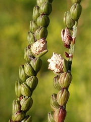 Claviceps paspali