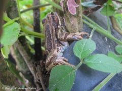 Gastrotheca pseustes