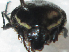 Clinteroides permutans