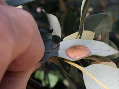 Paracraspis guadaloupensis