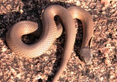 Elapognathus coronatus