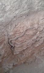 Bothrops ammodytoides