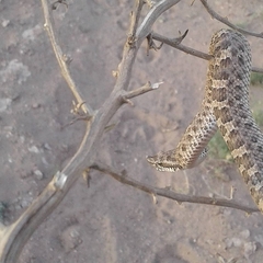 Bothrops ammodytoides
