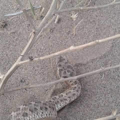 Bothrops ammodytoides