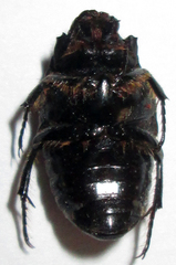 Clinteroides permutans