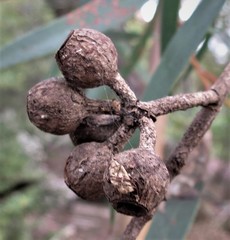 Eucalyptus cunninghamii