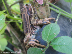 Gastrotheca pseustes