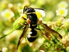 Parancistrocerus rectangulis