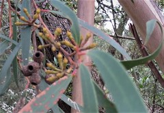 Eucalyptus cunninghamii