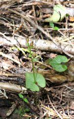 Acianthus sinclairii