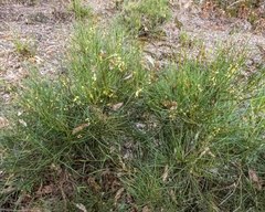 Acacia mucronata