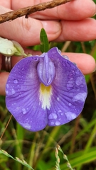 Centrosema brasilianum