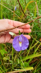 Centrosema brasilianum