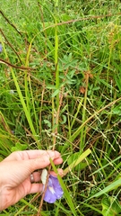 Centrosema brasilianum