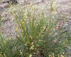 Acacia mucronata