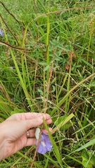 Centrosema brasilianum