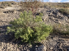 Nama carnosa