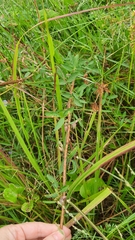 Centrosema brasilianum