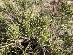 Nama carnosa