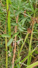 Centrosema brasilianum