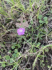 Agalinis strictifolia