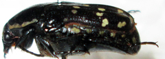 Clinteroides permutans