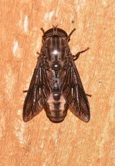 Merycomyia