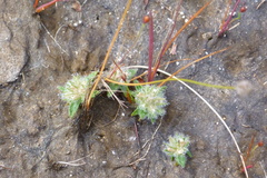 Mitrasacme phascoides