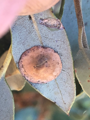 Paracraspis guadaloupensis