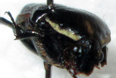 Clinteroides permutans