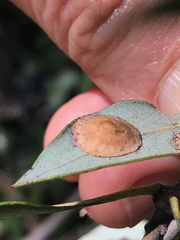 Paracraspis guadaloupensis