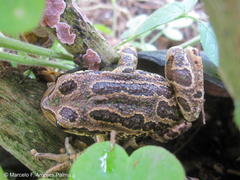 Gastrotheca pseustes