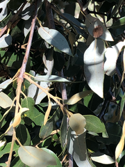 Paracraspis guadaloupensis