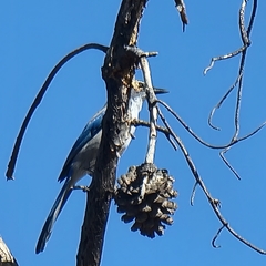 Aphelocoma californica