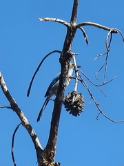 Aphelocoma californica