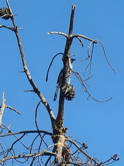 Aphelocoma californica