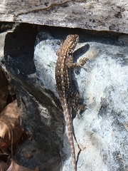 Sceloporus occidentalis