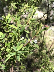 Styphelia mutica